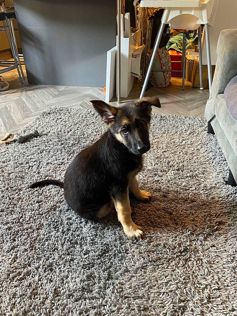 Jäger is registered to the contest to win money with this photo: canidae, carnivore, chair, companion_dog, dog, dog_breed, fawn, floor, flooring, fur, hardwood, metal, plant, snout, sporting_group, tail, terrestrial_animal, wood, working_animal, working_dog