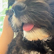 Tux is registered to the contest to win money with this photo: dog, close_up, black_and_white, fluffy, tongue_out, pet, indoors, harness, leopard_print, fur, animal, cute, companion, portrait, friendly, domestic_animal, face, snout, whiskers, window_light