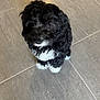 Tux is registered to the contest to win money with this photo: puppy, dog, curly_fur, black_and_white, looking_up, cute, pet, indoor, floor_tiles, small_dog, adorable, animal, fur, canine, companion, young_dog, curious, domestic_animal, playful, furry