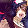 Churro is registered to the contest to win money with this photo: dog, hoodie, clothing, carpet, indoor, pet, canine, wrinkled_face, footwear, sneakers, checkered, person, jeans, casual, paw, animal, cute, cozy, expression, indoor_lighting