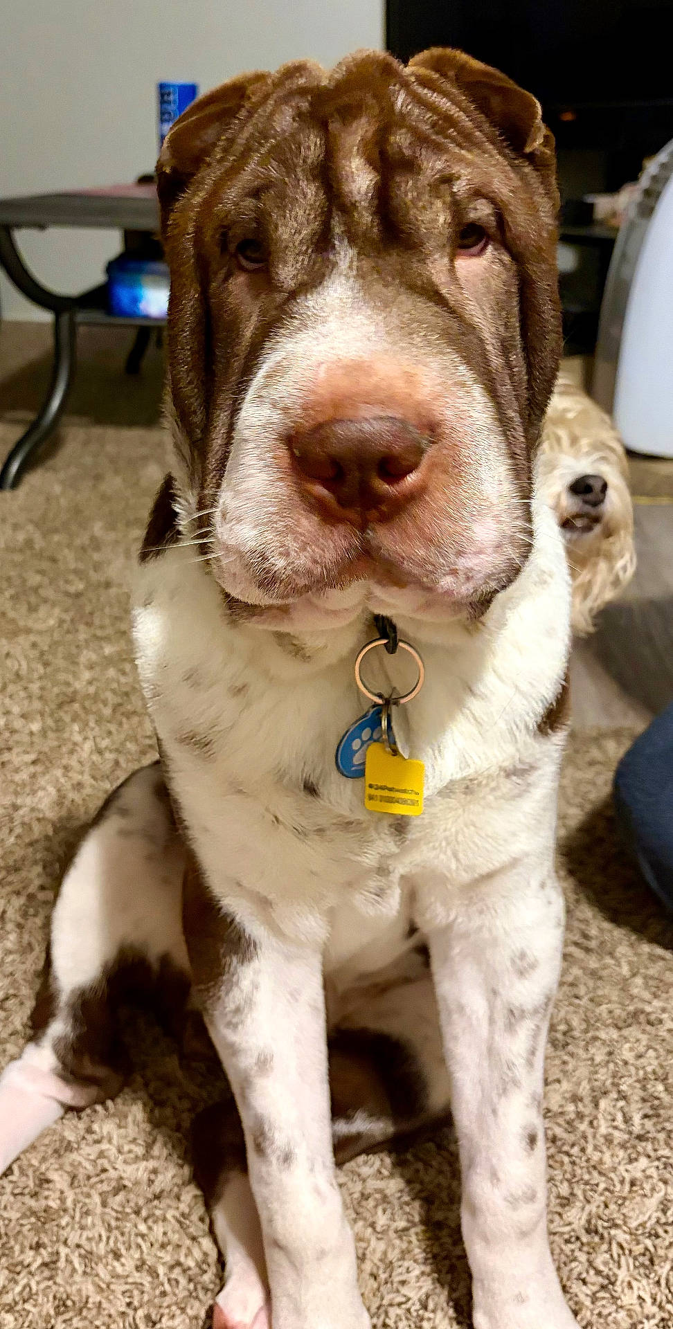 Churro is registered to the contest to win money with this photo: animal, background, brown, carpet, collar, companion, cute, dog, ears, face, friend, fur, indoor, nose, pet, playful, sitting, tags, white, wrinkly