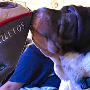 Churro is registered to the contest to win money with this photo: dog, toy, plush_toy, churros, hand, nails, blue_collar, indoor, person, background, curious, close_up, sniffing, furniture, blurred, warm_lighting, brown_dog, white_fur, decor, casual_clothing