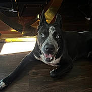 Buddy is registered to the contest to win money with this photo: dog, blue_eyes, black_and_white, lying_down, wooden_floor, indoor, furniture, table, metallic, pet, canine, flooring, animal, ears_up, alert, bright_eyes, tongue_out, household, domestic, playful