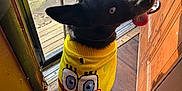Buddy is registered to the contest to win money with this photo: dog, sweater, yellow, spongebob, tongue_out, indoor, door, sunlight, floor, cables, window, happy, pet, black_dog, blue_eyes, wood_floor, clothing, smiling, looking_up, playful
