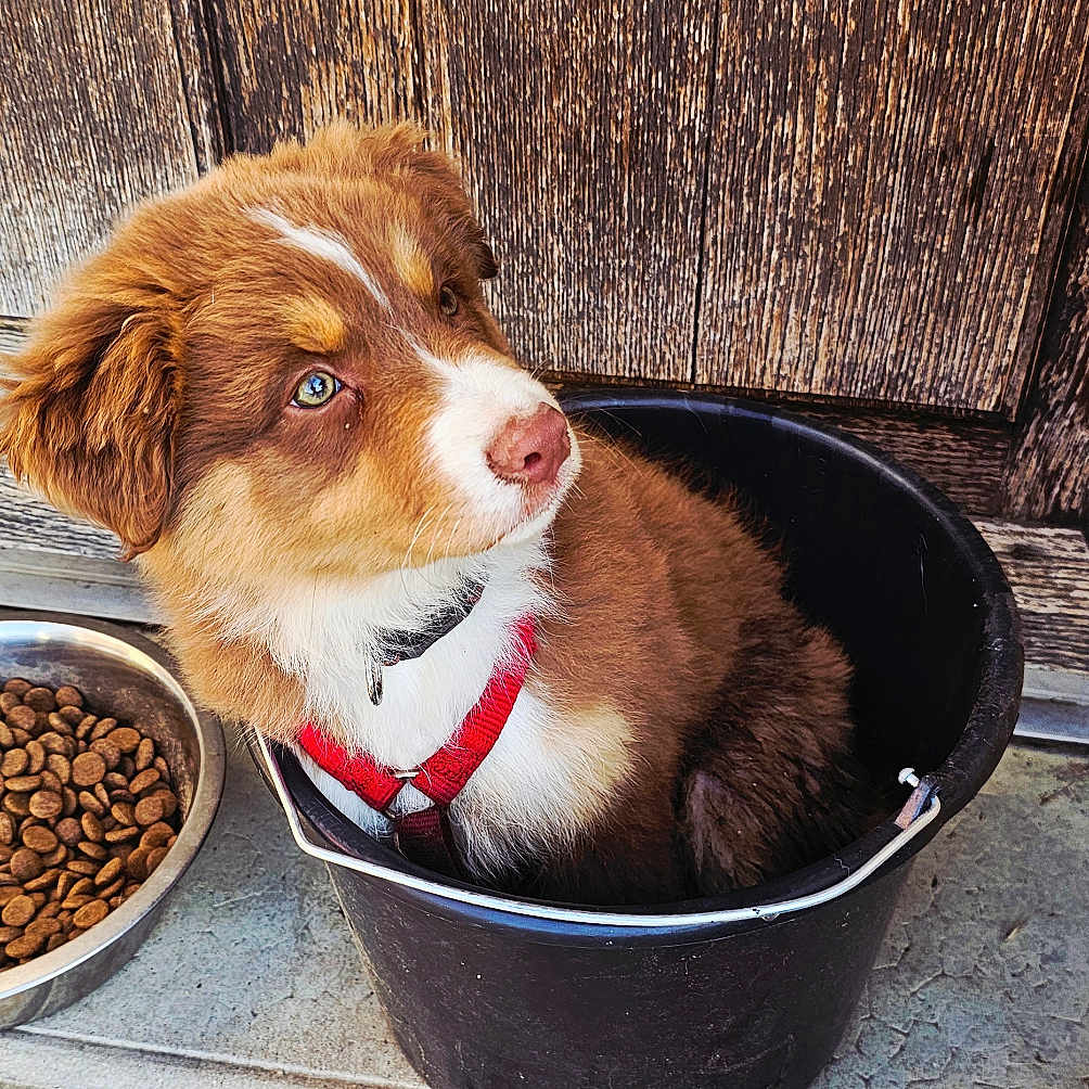 Arya a rejoint le concours — aidez-le/la à gagner de superbes lots ! adorable, animal, bowl, brown_fur, bucket, close_up, concrete_floor, curious, cute, dog, dog_food, domestic_animal, outdoor, pet, puppy, red_harness, sitting, white_fur, wooden_door, young_dog