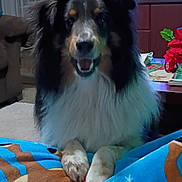 Bodee is registered to the contest to win money with this photo: dog, pet, indoor, living_room, blanket, paw, fur, portrait, smiling, television, poinsettia, coffee_table, rug, sofa, cozy, seat, sitting, face, nose, eyes