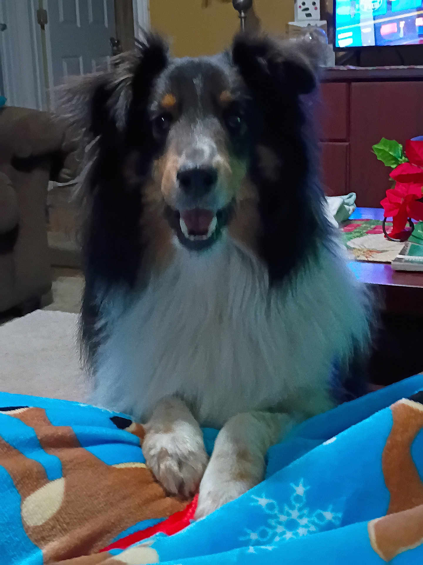 Bodee is registered to the contest to win money with this photo: dog, pet, indoor, living_room, blanket, paw, fur, portrait, smiling, television, poinsettia, coffee_table, rug, sofa, cozy, seat, sitting, face, nose, eyes