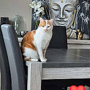 Saphir participe au concours pour gagner de l'argent avec cette photo : artwork, buddha_painting, calm, cat, chair, decor, dining_table, domestic_animal, feline, flower, home_interior, indoor, modern_furniture, orange_and_white_cat, pet, serene, sitting, statue, vase, wooden_table