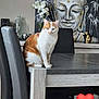 artwork, buddha_painting, calm, cat, chair, decor, dining_table, domestic_animal, feline, flower, home_interior, indoor, modern_furniture, orange_and_white_cat, pet, serene, sitting, statue, vase, wooden_table