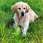 Naïa a rejoint le concours — aidez-le/la à gagner de superbes lots ! dog, golden_retriever, grass, outdoor, animal, pet, nature, fur, canine, mammal, field, greenery, laying_down, calm, sunlight, ears, snout, eyes, fluffy, peaceful