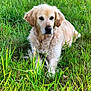 dog, golden_retriever, grass, outdoor, animal, pet, nature, fur, canine, mammal, field, greenery, laying_down, calm, sunlight, ears, snout, eyes, fluffy, peaceful