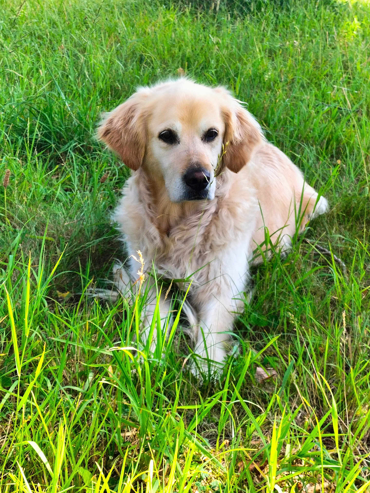 Naïa a rejoint le concours — aidez-le/la à gagner de superbes lots ! dog, golden_retriever, grass, outdoor, animal, pet, nature, fur, canine, mammal, field, greenery, laying_down, calm, sunlight, ears, snout, eyes, fluffy, peaceful
