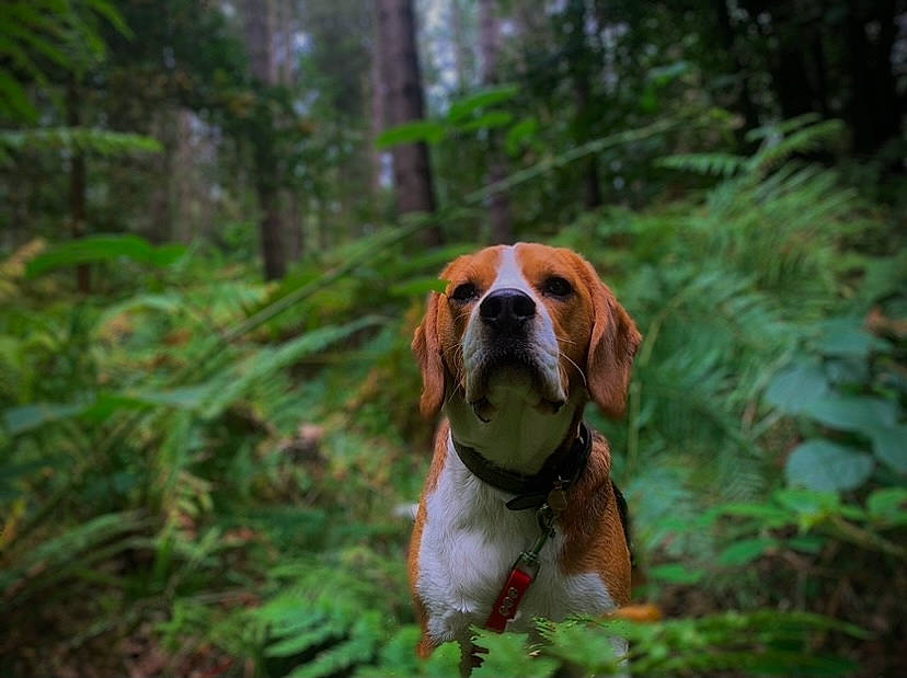 Milo joined the competition — help win amazing prizes! canidae, carnivore, companion_dog, dog, dog_breed, fawn, forest, grass, hound, landscape, liver, natural_landscape, plant, scent_hound, snout, sporting_group, terrestrial_plant, tree, wood, working_animal