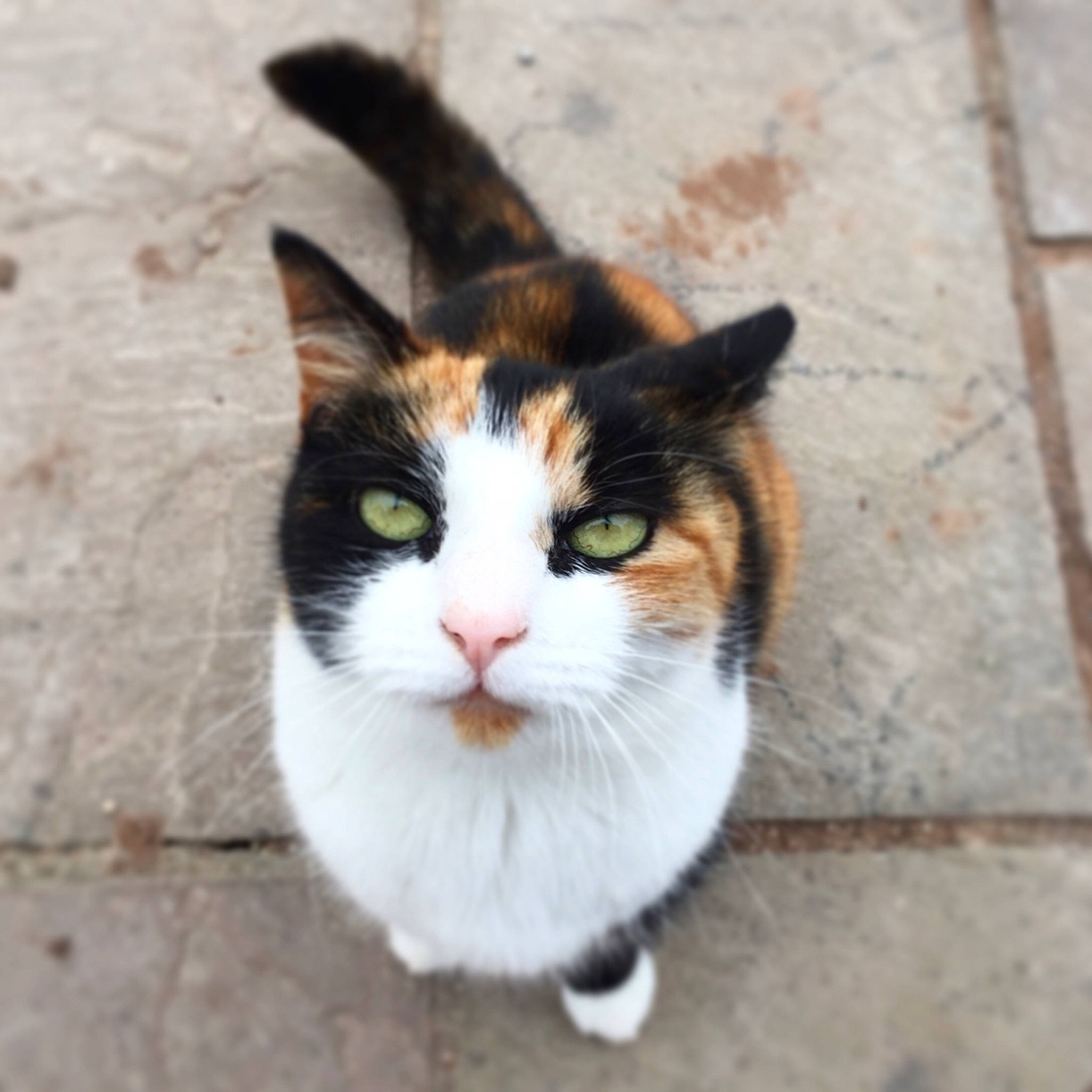 Molly is registered to the contest to win money with this photo: asphalt, carnivore, cat, domestic_short_haired_cat, eye, felidae, foot, fur, hair, head, human_body, iris, paw, road_surface, small_to_medium_sized_cats, snout, tail, terrestrial_animal, tree, whiskers