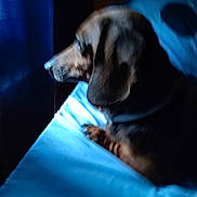 Maemae is registered to the contest to win money with this photo: animal, bed, blue, blurry, canine, curtain, dachshund, dog, domestic_animal, furry, indoor, looking_out, pet, quiet, relaxed, resting, side_view, soft_light, thoughtful, window