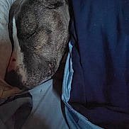 Lucy is registered to the contest to win money with this photo: animal, bed, blanket, brown, calm, closeup, comfort, cozy, dog, fur, indoor, paw, peaceful, pet, quiet, relax, rest, sleeping, snuggle, white