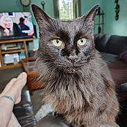 Sheba joined the competition — help win amazing prizes! animal, black_cat, cat, couch, cozy, domestic_animal, feet, fluffy, furniture, green_eyes, home, indoor, living_room, person, pet, relaxation, sofa, tattoo, television, window