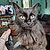 Sheba