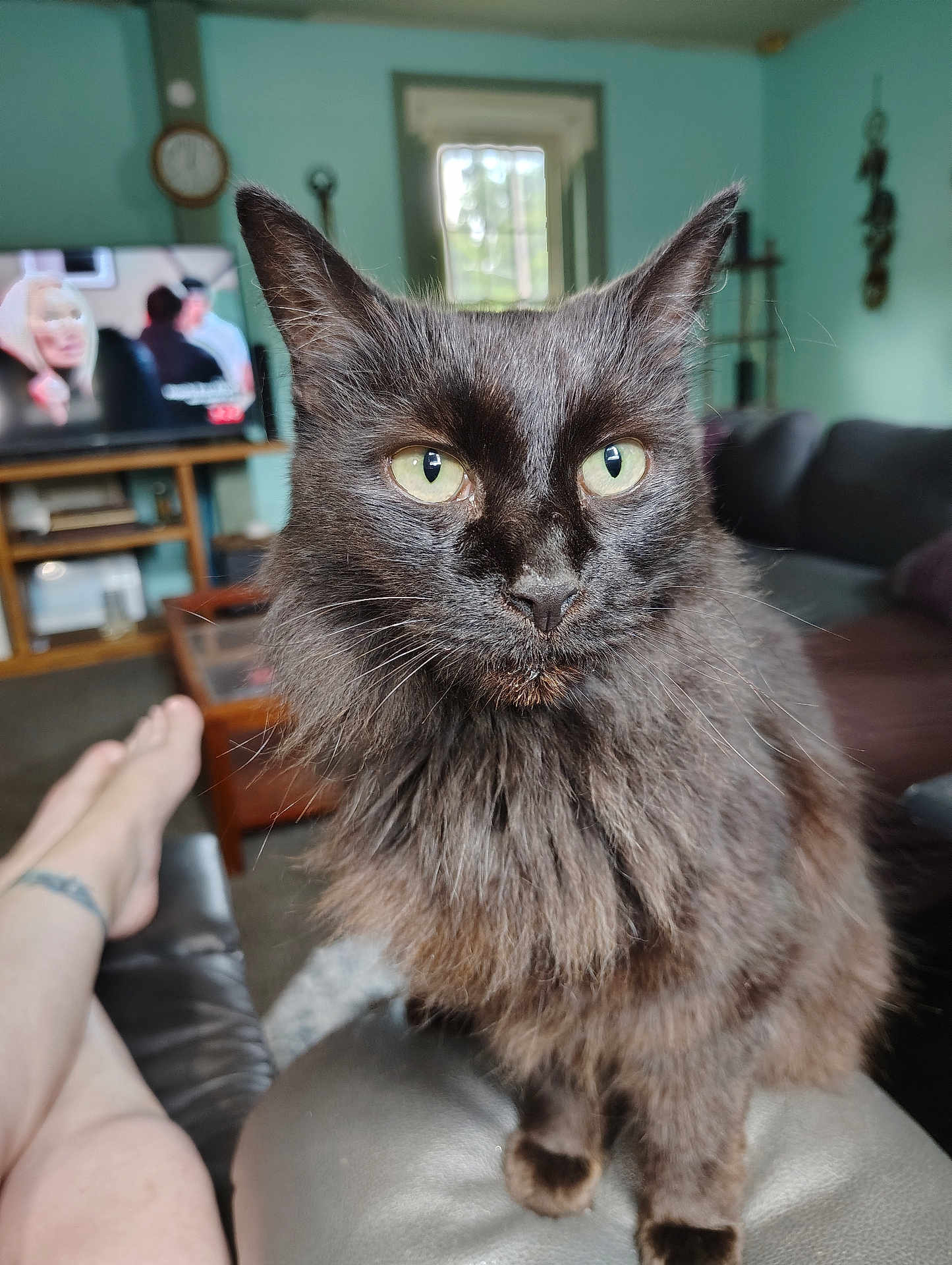 Sheba