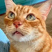 Manny is registered to the contest to win money with this photo: animal, cat, close_up, companionship, curious, cute, domestic_animal, ears, face, feline, fur, green_eyes, household, indoor, looking_up, mouth, nose, orange_tabby, pet, whiskers
