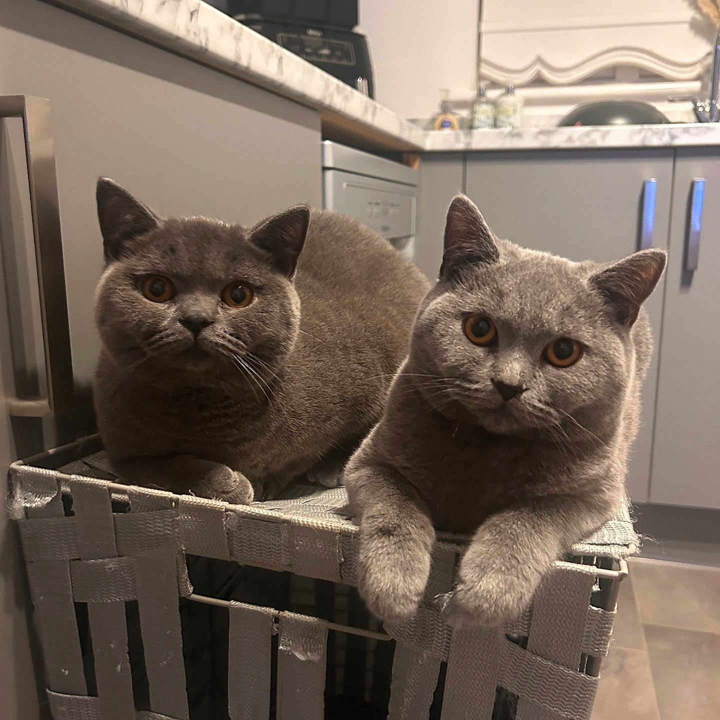 Kobi And Gucci is registered to the contest to win money with this photo: abyssinian, animal, basket, box, cat, closet, computer, cupboard, electronics, furniture, hardwood, indoors, kitten, laptop, laundry, manx, pc, pet, shelf, wood