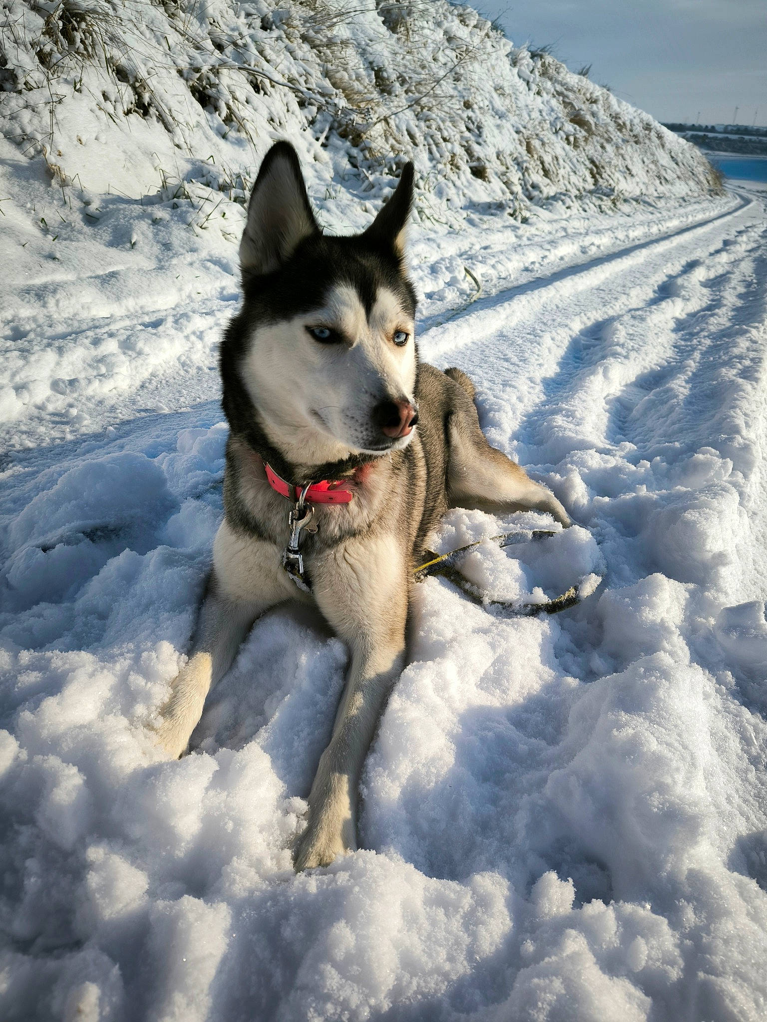 Kali participe au concours pour gagner de l'argent avec cette photo : arctic, canidae, canis, carnivore, dog, dog_breed, freezing, geological_phenomenon, glacial_landform, ice_cap, recreation, siberian_husky, sky, sled_dog, slope, snow, sporting_group, winter, wolf, working_dog