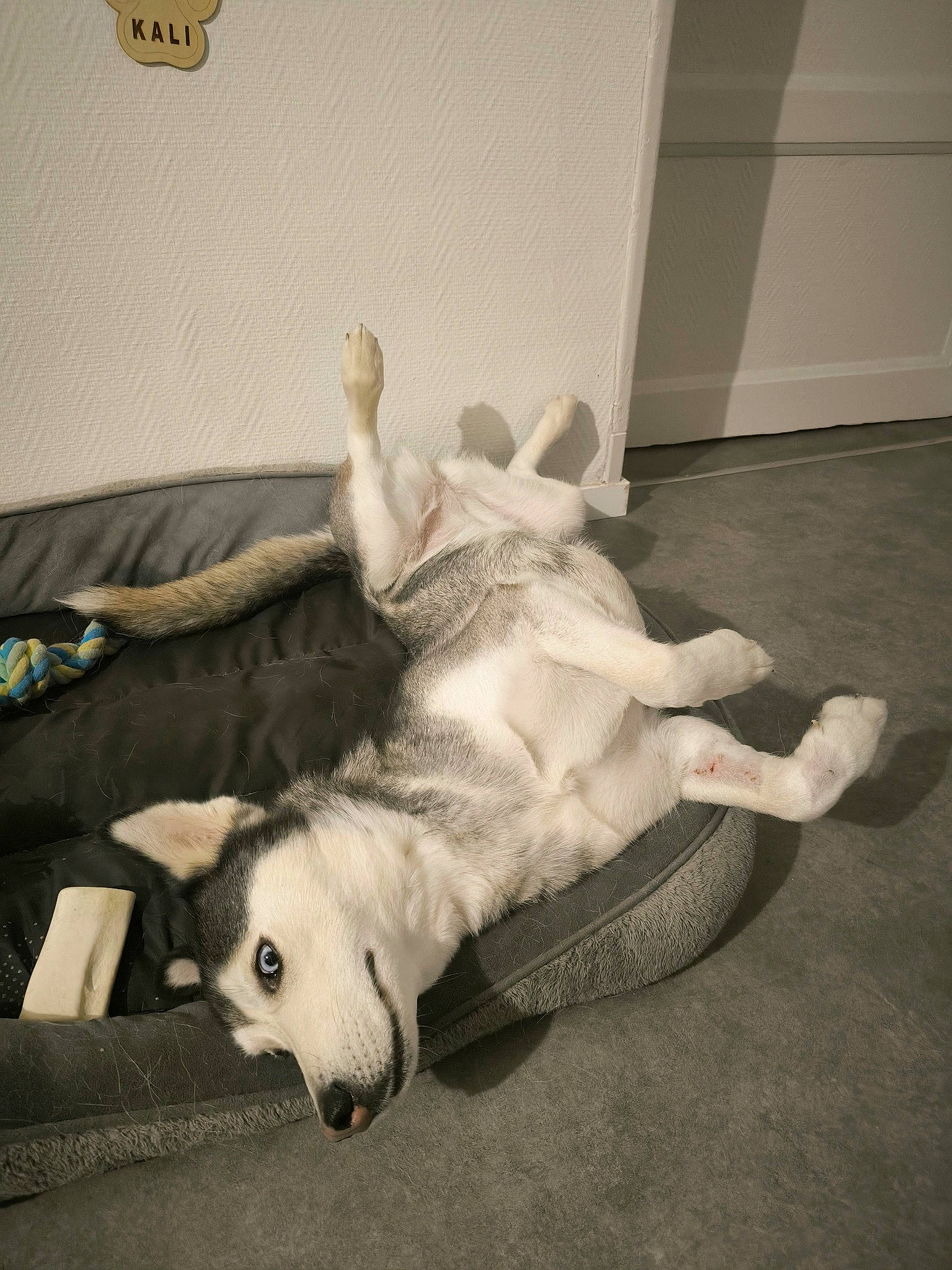 Kali a rejoint le concours — aidez-le/la à gagner de superbes lots ! carnivore, comfort, companion_dog, couch, dog, dog_breed, fawn, flooring, foot, fur, hardwood, human_leg, paw, room, snout, sporting_group, tail, whiskers, wood, working_animal