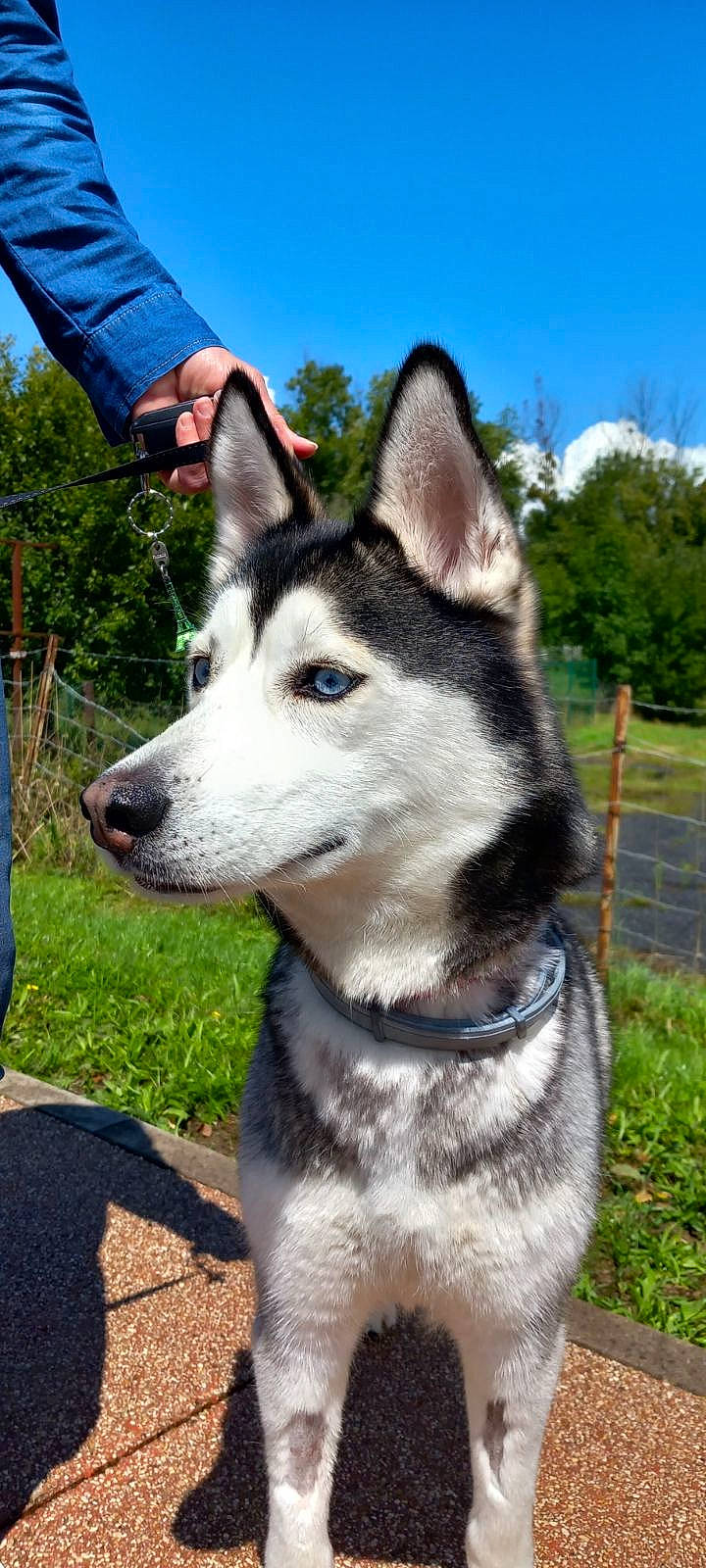 Kali a rejoint le concours — aidez-le/la à gagner de superbes lots ! ancient_dog_breeds, canidae, carnivore, collar, companion_dog, dog, dog_breed, fur, grass, non_sporting_group, plant, siberian_husky, sky, sled_dog, snout, sporting_group, terrestrial_animal, tree, working_animal, working_dog