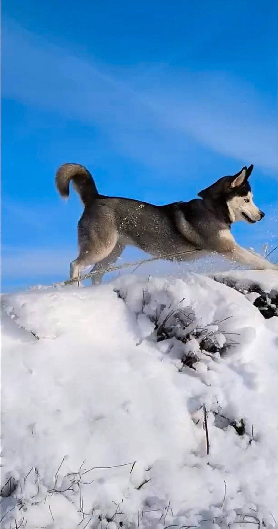 Kali a rejoint le concours — aidez-le/la à gagner de superbes lots ! arctic, canidae, carnivore, dog_breed, freezing, glacial_landform, ice_cap, landscape, natural_landscape, plant, polar_ice_cap, sky, slope, snow, tail, terrestrial_animal, tundra, wildlife, winter, wolf