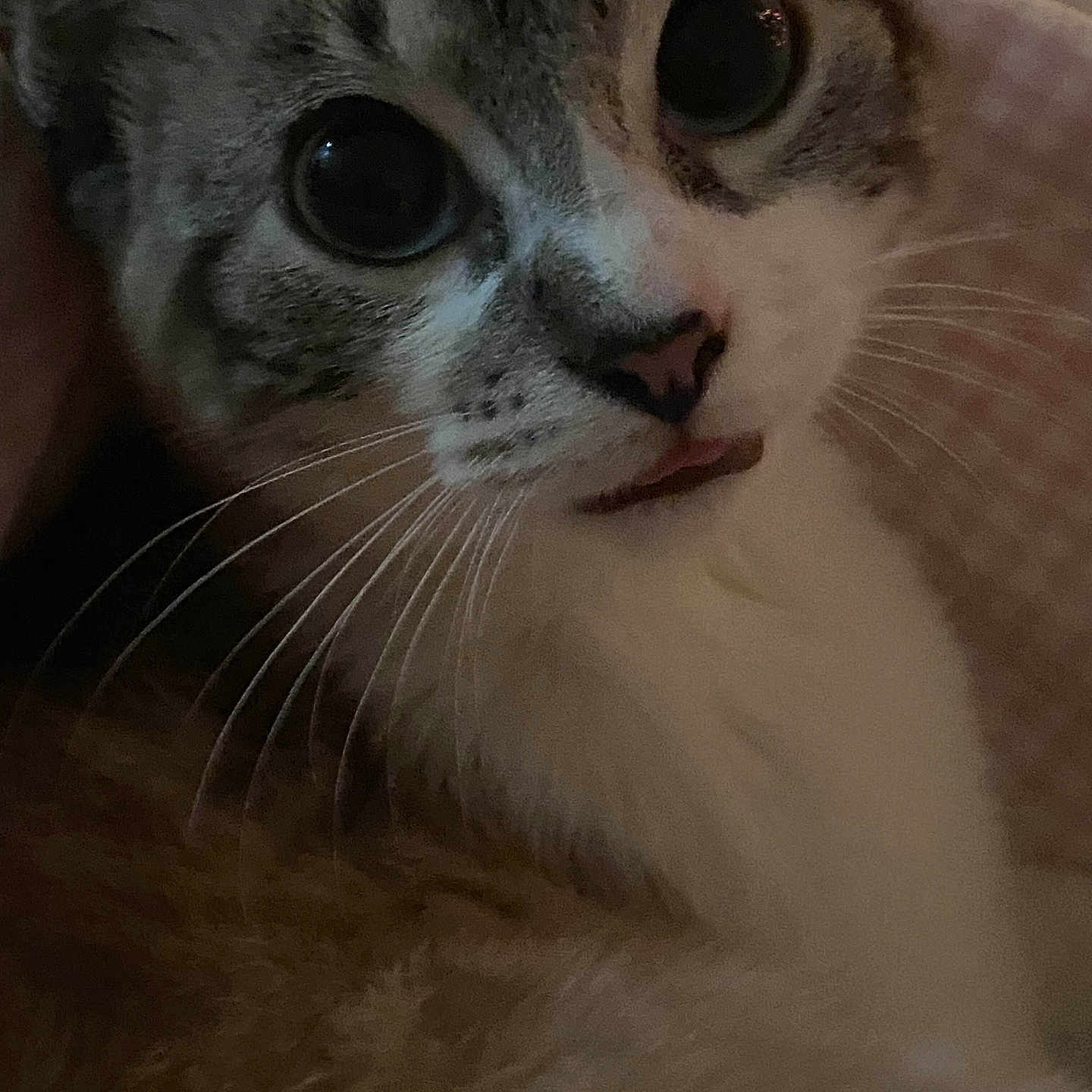 Mochi is registered to the contest to win money with this photo: cat, close_up, whiskers, face, eyes, curious, fur, pet, animal, indoor, soft_light, nose, tongue, portrait, mammal, cute, feline, expression, cozy, domestic