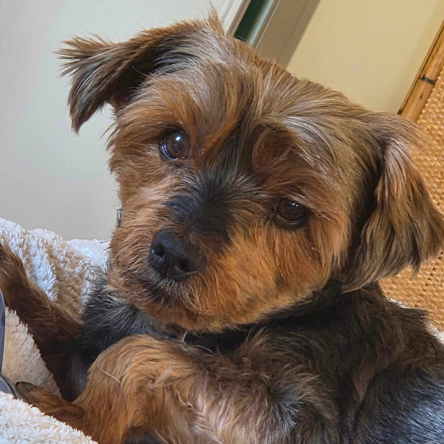 Bébé participe au concours pour gagner de l'argent avec cette photo : dog, pet, close_up, brown_fur, black_fur, resting, blanket, cozy, indoor, cute, small_dog, fur, animal, portrait, relaxed, looking_at_camera, soft_texture, companion, friendly, domestic_animal