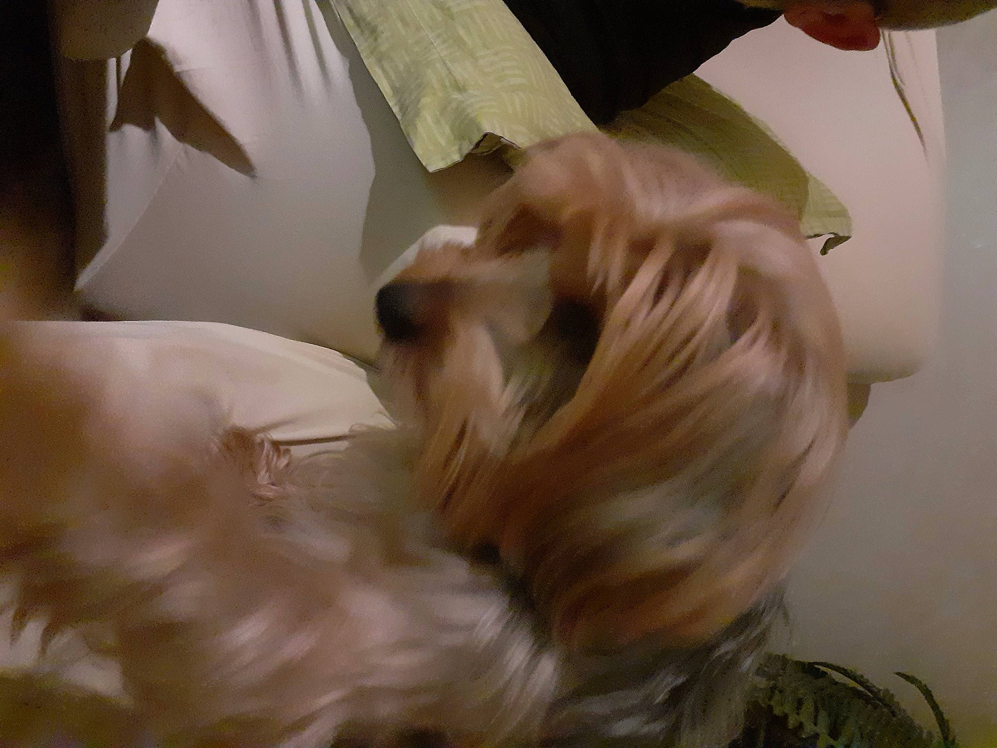 Baltic a rejoint le concours — aidez-le/la à gagner de superbes lots ! bed, blond, carnivore, comfort, companion_dog, dog, dog_breed, fawn, felidae, flooring, fur, gesture, linens, liver, room, small_to_medium_sized_cats, toy_dog, whiskers, wood, working_animal