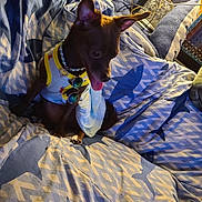 Keeva joined the competition — help win amazing prizes! accessories, blanket, brown_dog, couch, cozy, cute, dog, home, indoor, lamp, necklace, patterned_blanket, pet, relaxed, sitting, small_dog, sunglasses, tongue_out, warm_lighting, wearing_clothes