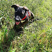 Jason participe au concours pour gagner de l'argent avec cette photo : dog, black_dog, outdoor, grass, sunlight, happy, pet, animal, nature, leash, playful, tongue_out, harness, canine, summer, greenery, relaxing, field, sunny, daytime