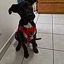 dog, puppy, red_harness, tilted_head, indoor, tiled_floor, black_dog, brown_dog, pet, sitting, curious, cabinet, container, wall, floor, domestic_animal, canine, house, cute, attention