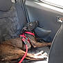 Jason participe au concours pour gagner de l'argent avec cette photo : dog, car, backseat, leash, harness, black_dog, resting, window, sunlight, shadow, seat, interior, pet, canine, vehicle, relaxed, looking_up, red, domestic_animal, side_view