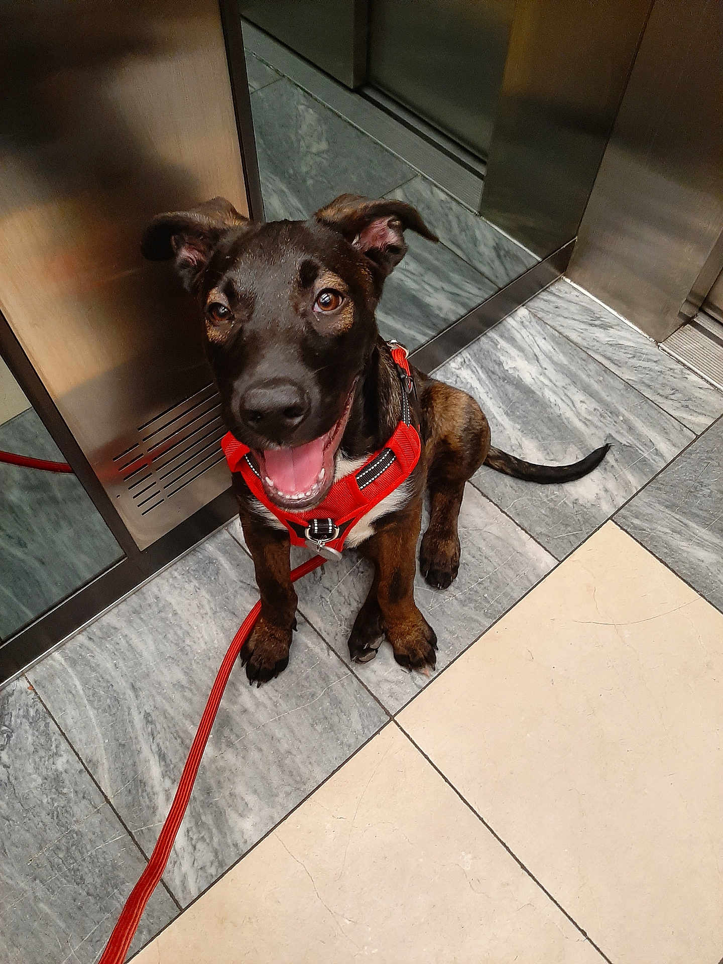Jason a rejoint le concours — aidez-le/la à gagner de superbes lots ! puppy, dog, red_harness, leash, smiling, happy, indoor, tile_floor, elevator, marble, reflection, pet, animal, canine, young_dog, playful, looking_up, sitting, close_up, brown_dog