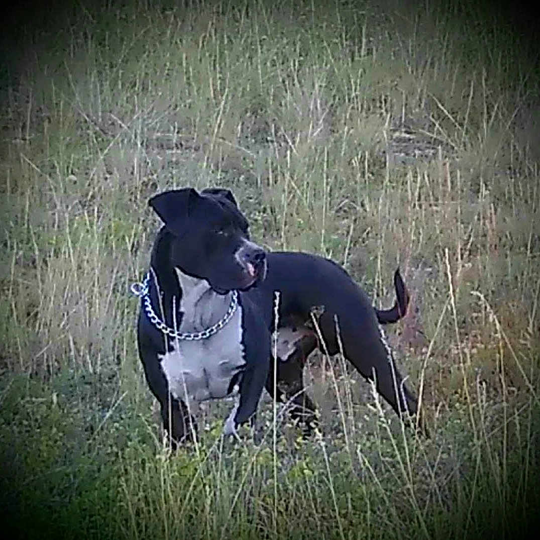 Dozer is registered to the contest to win money with this photo: animal, bostonbull, boxer, bulldog, canine, dog, field, grass, grassland, greatdane, hound, labradorretriever, nature, outdoors, pet, pitbull, plant, pointer, puppy, vegetation
