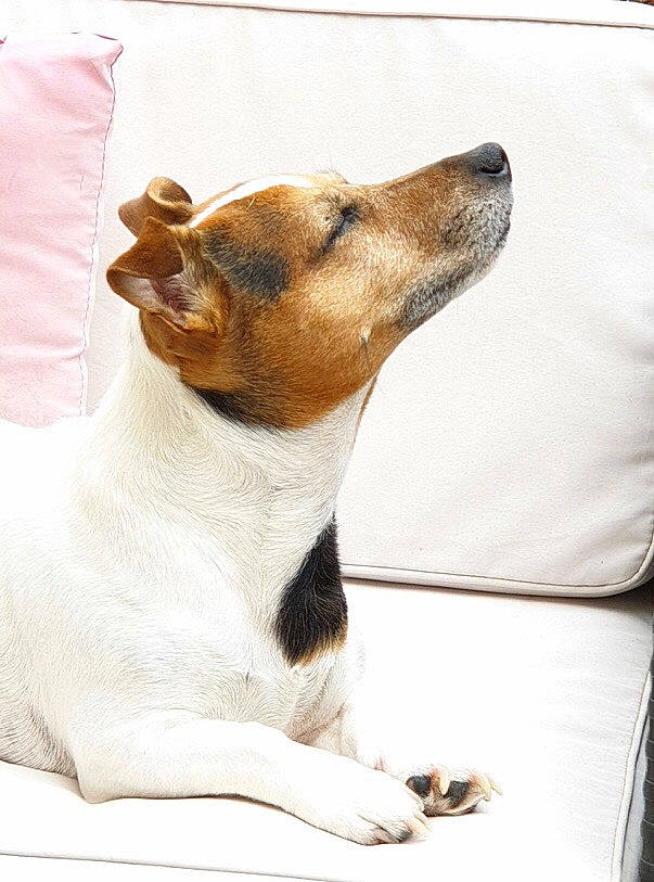 Iago participe au concours pour gagner de l'argent avec cette photo : brazilian_terrier, canidae, carnivore, companion_dog, dog, dog_breed, ear, feist, fox_terrier, jack_russell_terrier, mammal, miniature_fox_terrier, rat_terrier, russell_terrier, smooth_fox_terrier, snout, teddy_roosevelt_terrier, tenterfield_terrier, vertebrate