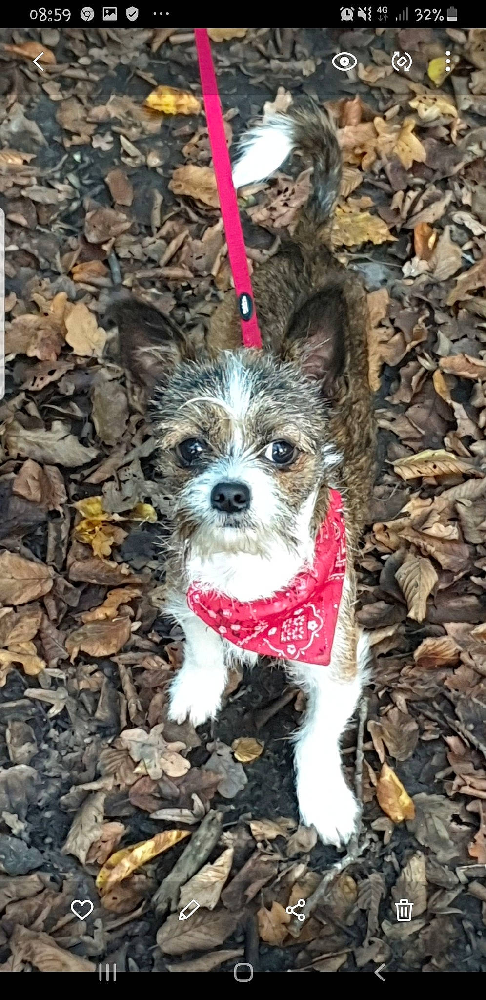 Stitch participe au concours pour gagner de l'argent avec cette photo : adventure, art, canidae, carnivore, companion_dog, dog, dog_breed, dog_supply, fashion_accessory, fawn, fur, liver, pattern, small_terrier, snout, soil, sporting_group, terrier, toy_dog, wood