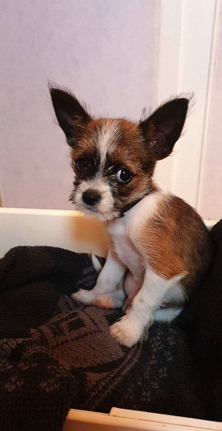 Stitch a rejoint le concours — aidez-le/la à gagner de superbes lots ! canidae, carnivore, chihuahua, companion_dog, dog, dog_breed, ear, fawn, mammal, papillon, puppy, rare_breed_dog, shih_tzu, snout, sporting_group, toy_dog, vertebrate, whiskers