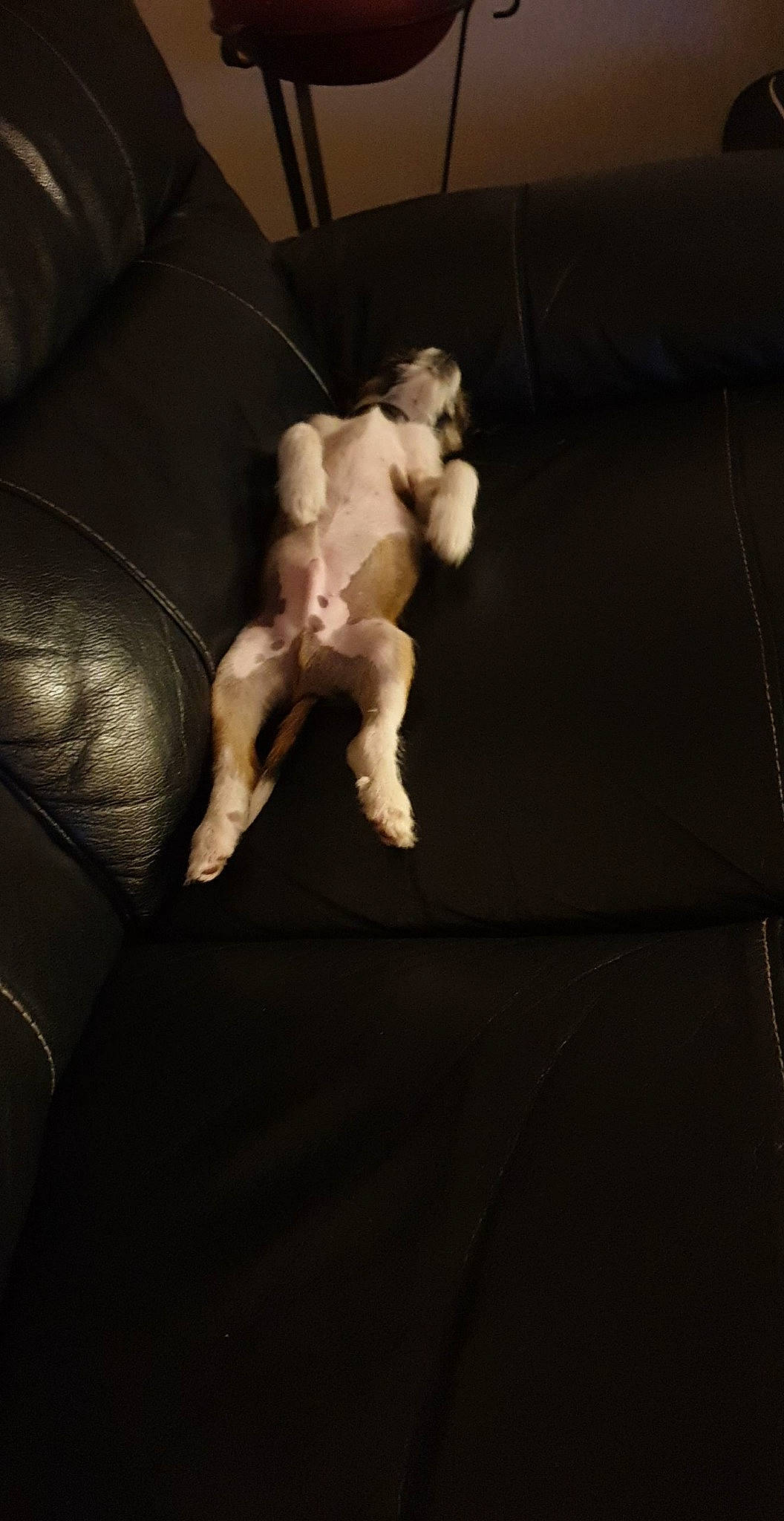 Stitch participe au concours pour gagner de l'argent avec cette photo : canidae, carnivore, darkness, dog, dog_breed, fawn, fur, leg, miniature_schnauzer, non_sporting_group, paw, puppy, sporting_group, tail