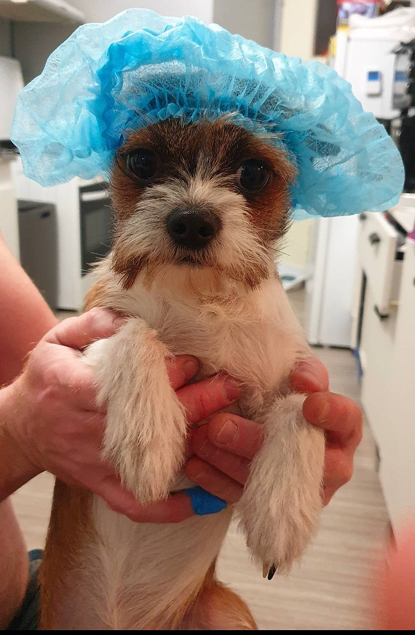 Stitch a rejoint le concours — aidez-le/la à gagner de superbes lots ! blue, canidae, carnivore, collar, companion_dog, dog, dog_breed, dog_collar, dog_supply, fashion_accessory, fawn, fur, hand, maltepoo, pet_supply, snout, sporting_group, toy_dog, working_animal, wrist