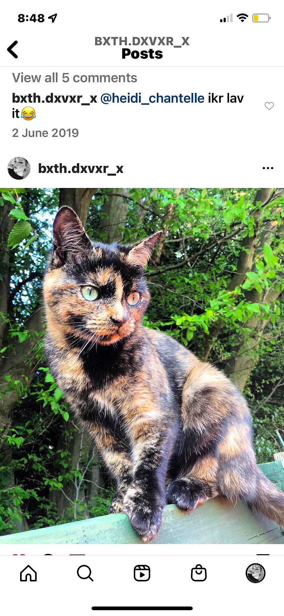 Cleo is registered to the contest to win money with this photo: adaptation, biome, carnivore, cat, domestic_short_haired_cat, felidae, grass, groundcover, nature, organism, photo_caption, plant, small_to_medium_sized_cats, snout, tail, terrestrial_animal, terrestrial_plant, vegetation, whiskers, wildlife