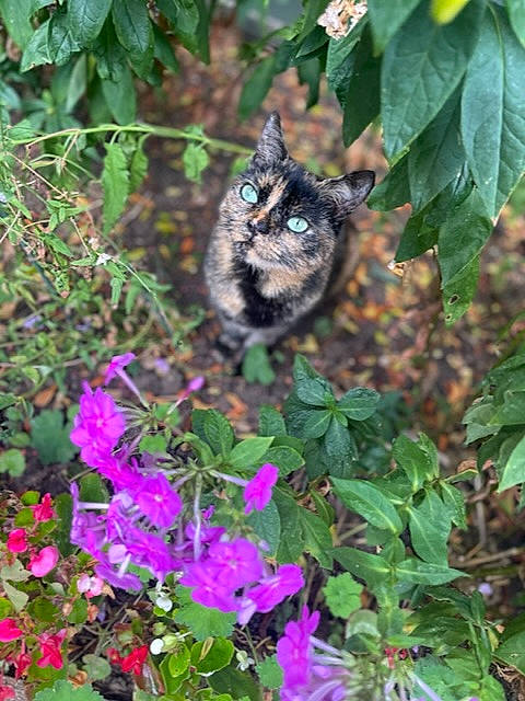Cleo is registered to the contest to win money with this photo: annual_plant, botany, carnivore, cat, domestic_short_haired_cat, felidae, flower, flowering_plant, fur, grass, groundcover, herbaceous_plant, magenta, petal, plant, shrub, small_to_medium_sized_cats, terrestrial_plant, whiskers, wildlife