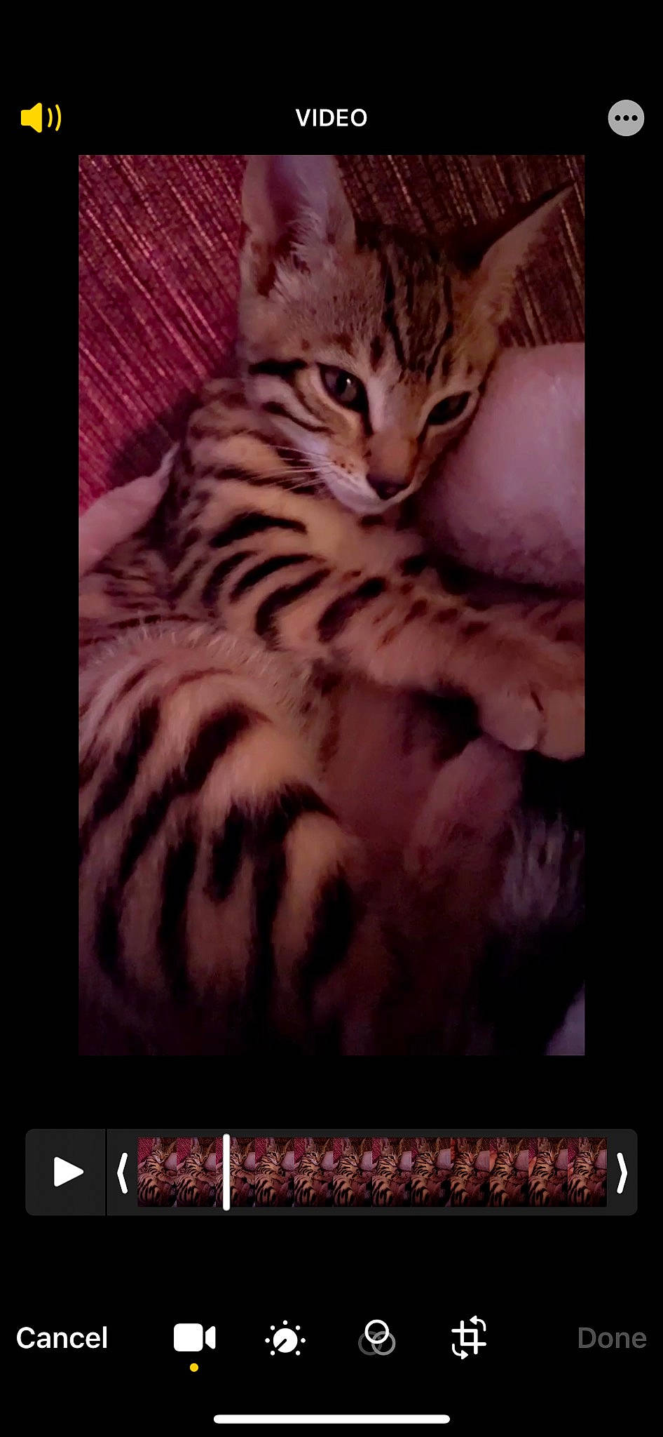 Milo joined the competition — help win amazing prizes! big_cats, carnivore, cat, comfort, darkness, domestic_short_haired_cat, door, felidae, flesh, fur, pattern, paw, rectangle, small_to_medium_sized_cats, square, tail, terrestrial_animal, visual_arts, whiskers, wildlife