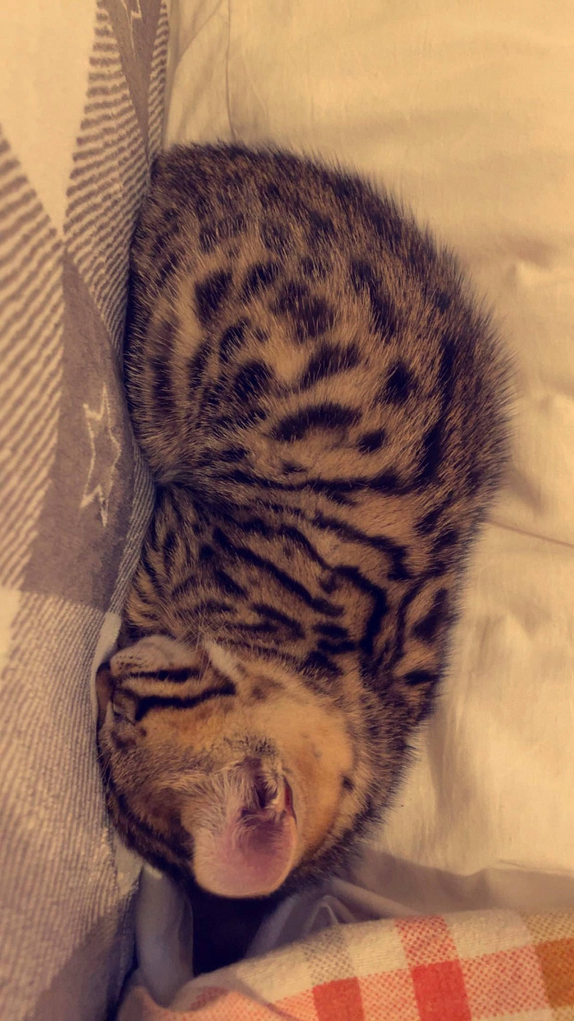 Milo joined the competition — help win amazing prizes! bengal_tiger, big_cats, carnivore, cat, comfort, domestic_short_haired_cat, eye, fawn, felidae, fur, organism, pattern, paw, small_to_medium_sized_cats, snout, tail, terrestrial_animal, tiger, whiskers, wood