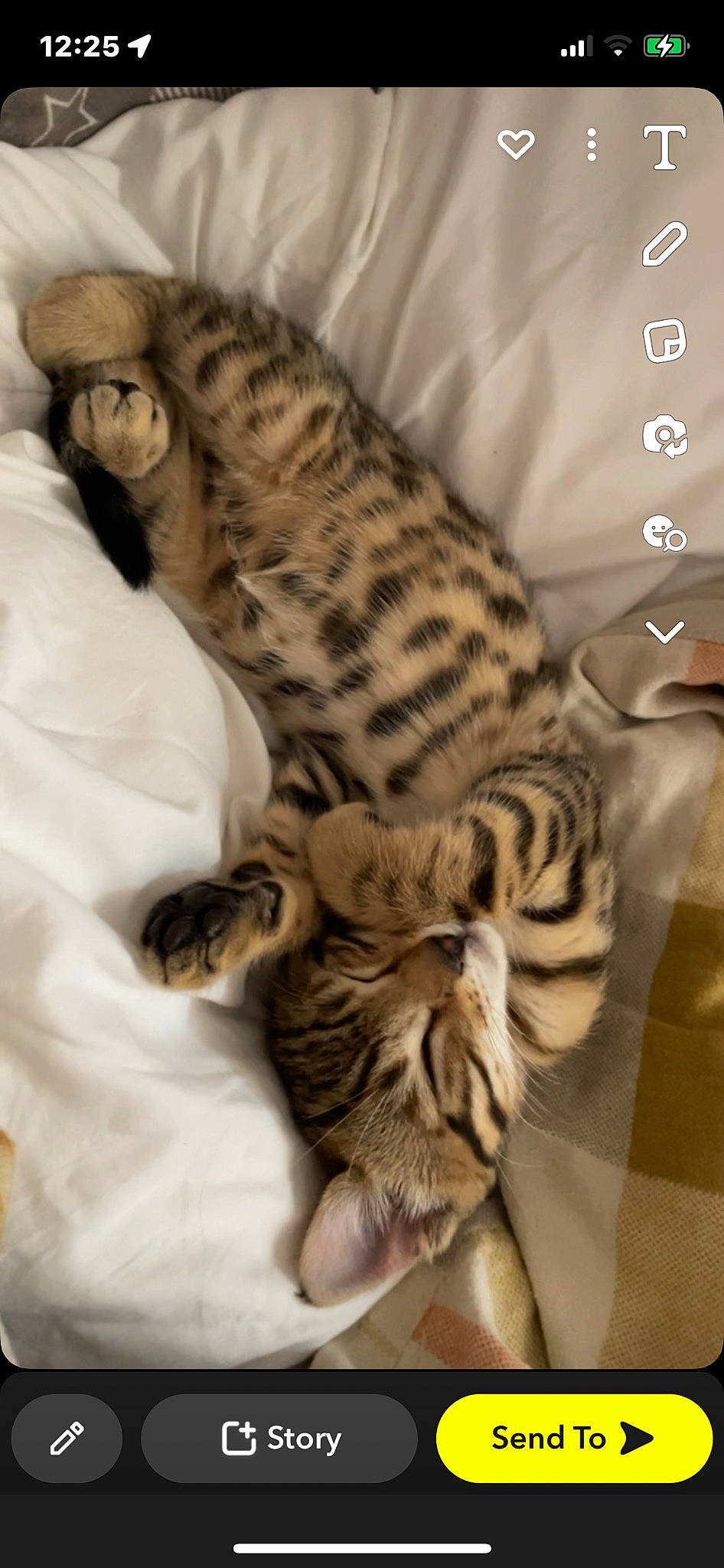 Milo joined the competition — help win amazing prizes! big_cats, carnivore, cat, cat_bed, claw, comfort, domestic_short_haired_cat, fawn, felidae, fur, leopard, nap, paw, sleep, small_to_medium_sized_cats, snout, tail, terrestrial_animal, whiskers, wildlife