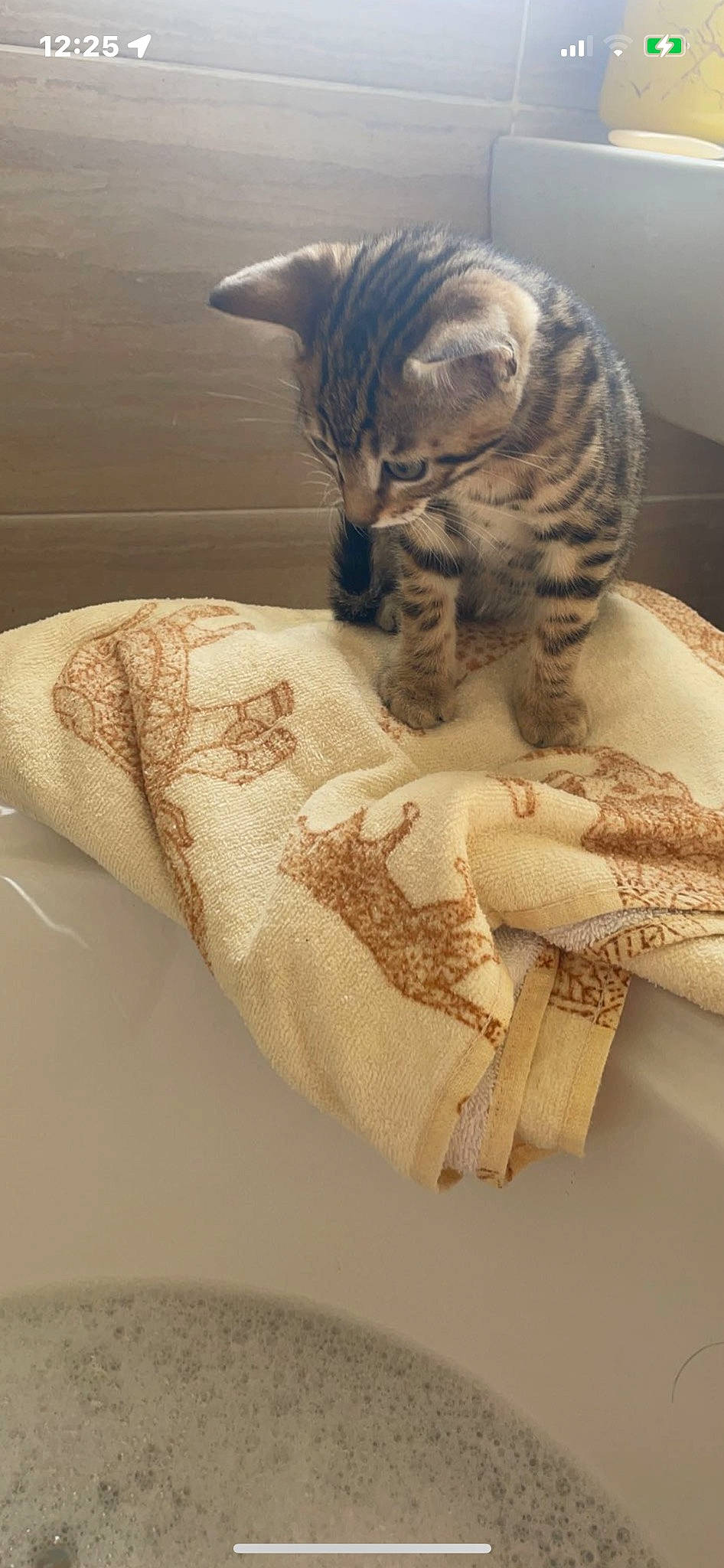 Milo is registered to the contest to win money with this photo: bed, bedding, carnivore, cat, claw, comfort, couch, domestic_short_haired_cat, fawn, felidae, fur, linens, pattern, paw, pillow, room, small_to_medium_sized_cats, tail, terrestrial_animal, whiskers