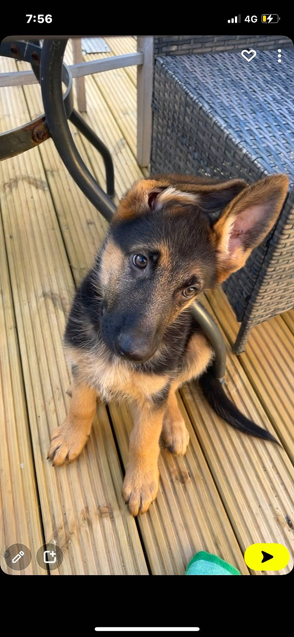 Red is registered to the contest to win money with this photo: canidae, carnivore, dog, dog_breed, fawn, flooring, fur, german_shepherd_dog, hardwood, heat, king_shepherd, old_german_shepherd_dog, plank, snout, sporting_group, terrestrial_animal, wildlife, wood, working_animal, working_dog